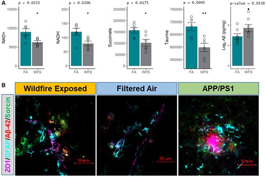 Markers related to aging and neurodegenerative disease pathogenesis. A, NAD+, NADH, succinate, and taurine were all downregulated (n = 6), and amyloid beta (Aβ, n = 5) levels were upregulated in WFPM-exposed mice (n = 6, cerebellum; n = 5, rest of brain material, log2() correction for normality; independent samples; 2-tailed t test; mean and SEM shown). B, Representative images of neurodegenerative pathogenic markers found at the neocortical neurovascular unit on the sagittal plane starting 1.5 mm from the lateral aspect in WFPM-exposed mice. Brain Aβ-42 (red) increases in WFPM-exposed mice were observed only proximal to the neurovascular unit (endothelial ZO1 and astrocyte GFAP). Additionally, the early pathogenic marker Sorcin increased (green), indicating ER stress/unfolded protein responses proximal to areas of Aβ-42 staining, which was also observed in unexposed APP/PS1 mice of the same age and background as a positive control, though they exhibited higher density Aβ-42 aggregation.