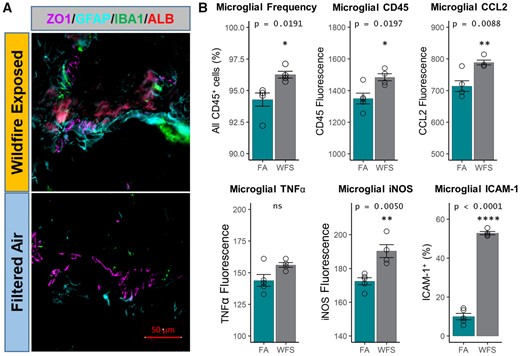 Microglial activation following WFPM. A, Imaging of the neurovascular unit on the sagittal plane starting 1.5 mm from the lateral aspect reflected similar pathology as reported with other pollutants previously with more pronounced GFAP (cyan) staining and a greater presence of IBA1+ (green) microglia/macrophages adjacent to large-diameter (>20 µm) cerebrovasculature (ZO1+, purple), along with an increased staining in parenchymal albumin (red) in WFPM-exposed relative to FA control (right hemisphere). B, Percentage of microglia and their surface expression levels of CD45, adhesion molecule ICAM-1 and intracellular levels of proinflammatory factors, iNOS, TNFα, and CCL2 were analyzed, n = 3–5 independent samples, left hemisphere homogenate; 2-tailed t test; mean and SEM shown.