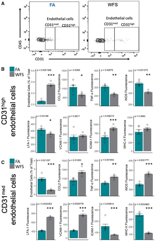 Cerebrovascular endothelial cells exhibit a heterogeneous inflammatory response to WFPM. A, Representative flow cytometry plots of endothelial cells (with medium and high expression of CD31/PECAM-1 on CD45− cells) in the brain in FA or WFPM exposure groups. These 2 subsets of endothelial cells displayed comparatively different neuroimmune activity profile, as detailed in (B) and (C). B, Frequency of endothelial cells with high expression of CD31 was increased following WFPM exposure; however, these endothelial cells displayed reduced levels of these proinflammatory factors. Increased frequency of ICAM-1 expressing endothelial cells was observed due to WFPM exposure in this endothelial subset despite no changes in MHC-II. C, Frequency of CD31med endothelial cells were reduced following WFPM exposure, however, these cells displayed increased proinflammatory phenotype such as increased levels of CCL2, TNFα, and iNOS, although reduced levels of ICAM-1 and MHC-II were observed, n = 4–5 independent samples, left hemisphere homogenate; 2-tailed t test; mean and SEM are shown.