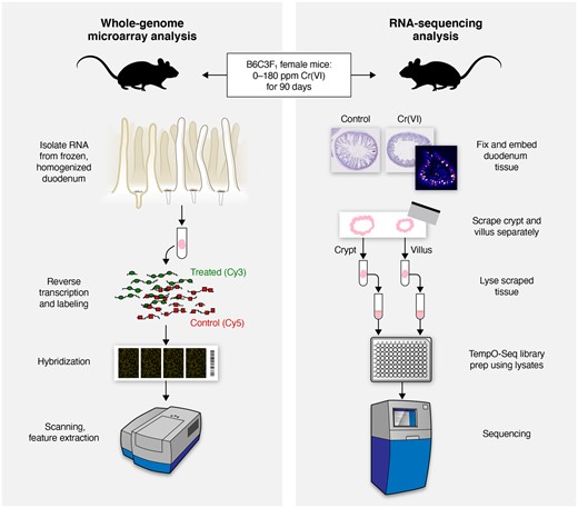Schematic detailing and comparing the sample preparation and study design included in this study (right) and previous studies (left) by Kopec et al. (2012a,b) and Rager et al. (2017).