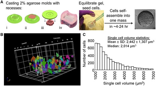 Methods for forming 3D spheroids with human KGN cells and analysis of single-cell volume of KGN cells within spheroids. To form spheroids, monodispersed KGN cells were pipetted into micromolded agarose gels with circular recesses wherein they self-assembled spheroids (approximately 750 cells/spheroid) within 24 h (A). The micromolded agarose gels were made with the 3D Petri Dish system (A-i), where 2% molten agarose was pipetted and gelled inside the dish (A-ii), the gel was removed (A-iii), and equilibrated in serum-free culture medium (A-iv). Monodispersed KGN cells were pipetted into the agarose gels, settled into the circular recesses by gravity, and self-assembled into spheroids within 24 h. Size and morphology of CellTracker Green CMFDA (CTG) labeled KGN cells in 3D spheroids (B, C). Suspensions of KGN cells (10% CTG labeled) were seeded into agarose molds and self-assembled for 12 h. Confocal image stacks (total height 250 µm, 1 µm z-axis interval) of 3D spheroids were obtained using the Opera Phenix (40× water immersion objective, NA = 1.1). For volume analysis, the Find Nuclei region of interest function in the Perkin Elmer Harmony software was used to identify individual cells and compute volume. Doublets and cell fragments were removed by thresholding. Three independent experiments were performed. The histogram in C consists of volume measurements for 5239 cells of 45 spheroids with a mean ± SD cell volume of 2442 ± 1307 µm3 and a median cell volume of 2014 µm3.