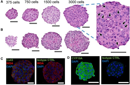 Human KGN cells formed stable 3D spheroids that expressed connexin 43 and CYP19 aromatase enzyme. Representative image of formalin-fixed, paraffin-embedded sections of KGN spheroids, stained with hematoxylin and eosin (A, B), immunostained for Cx43 (green) (C) or CYP19 enzyme (green) (D), isotype control for both anti-Cx43 and anti-CYP19 antibody (green) (C, D), cell membrane with wheat germ agglutin (WGA, red) (C), and nuclei with DAPI (blue) (C, D). KGN spheroids were fixed at 24 h postself-assembly (A, C, and D), or at 72 h after incubation in media containing 10−7M testosterone (B). Figure 2A includes an enlarged inset of a spheroid section with black arrows pointing at the pyknotic nuclei. Scale bar = 50 µm. Three independent experiments, n = 2–3 gels per experiment, each with 256 spheroids.