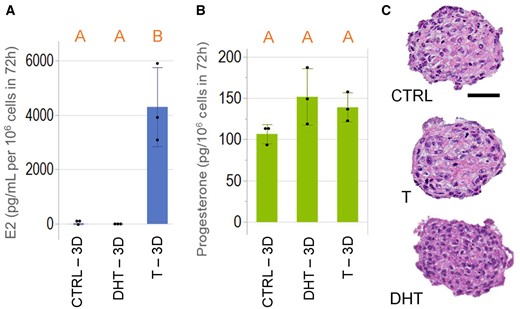 KGN spheroids synthesized and secreted estradiol and progesterone. KGN spheroids were incubated without or with the estradiol (E2) substrate, testosterone (T), or the nonreactive analog, 5α-dihydrotestosterone (DHT) for 72 h. Culture media was harvested and measured for levels of E2 and progesterone. Addition of testosterone-induced E2 synthesis, whereas in the absence of testosterone (CTRL) and in the presence of DHT, E2 was undetectable (A). Progesterone was detected in the media of KGN spheroids in CTRL, or in the presence of testosterone or DHT (B). Representative images of hematoxylin and eosin-stained sections of KGN spheroids showed no difference in the presence of pyknotic nuclei among all 3 groups (C). Scale bar = 50 µm. Data presented in mean ± SD overlayed with experimental values in dots. One-way ANOVA with Tukey’s HSD for multiple comparisons was performed to examine the statistical difference between CTRL, T, and DHT. Bars that do not share the same letters are significantly different (p value ≤ .05). Three independent experiments, n = 2–3 gels per experiment, each with 256 spheroids.