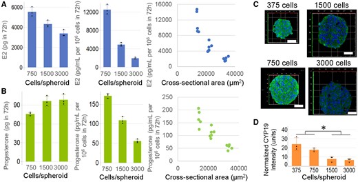 Steroidogenesis by KGN spheroids is size dependent. To examine whether spheroid size modulated hormone production, we formed KGN spheroids in 3 different sizes (approximately 750, approximately 1500, or approximately 3000 cells/spheroid) and incubated them in media with testosterone (T) for 72 h and measured levels of estradiol (E2, A) and progesterone (B) by ELISA. Total E2 production declined with increasing size, whereas total progesterone production increased slightly. When the same data were normalized to cell number or to cross-sectional area of the spheroids, E2 and progesterone declined with increasing size. Immunohistochemical staining of CYP19 aromatase enzyme of formalin-fixed, paraffin-embedded, and sectioned spheroids revealed that CYP19 expression declined with increasing spheroid size (C, D). Data presented in mean ± SD overlayed with experimental values in dots, or as dot plots of all data points. Student’s t test was used to examine the statistical difference between the normalized CYP19 expression in small (375 or 750 cells/spheroid) versus large (1500 or 3000 cells/spheroid) spheroids. p Value ≤ .05 is denoted by *. Three independent experiments, n = 2–3 gels per experiment, each with 256 spheroids.