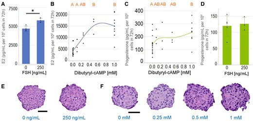 Estradiol (E2) production, but not progesterone is induced by follicle stimulating hormone (FSH), whereas both were induced by dibutyryl-cAMP. KGN spheroids were incubated in media with testosterone (T) in the absence or presence of FSH (250 ng/ml) or varying concentrations of dibutyryl-cAMP (0–1 mM) for 72 h and levels of E2 (A, B) and progesterone (C, D) were measured by ELISA. FSH significantly induced E2 (A), but not progesterone (D) production. Dibutyryl-cAMP induced a dose-dependent increase in E2 (B) and progesterone (C) production. Representative images of hematoxylin and eosin-stained sections of spheroids treated with FSH (E) or dibutyryl-cAMP (F) showed that FSH did not alter the presence of pyknotic nuclei, but dibutyryl-cAMP at 1 mM increased the number of pyknotic nuclei as compared to the control. Scale bar = 50 µm. Data presented in mean ± SD overlayed with experimental values in dots, or as dot plots of all data points. Student’s t tests were used to examine the statistical difference between FSH treatments. p Value < .05 is denoted by *. One-way ANOVA with Tukey’s HSD for multiple comparisons was performed to examine the effects of dibutyryl-cAMP. Bars that do not share the same letters are significantly different (p value ≤ .05). Three independent experiments, n = 2–3 gels per experiment, each with 256 spheroids.