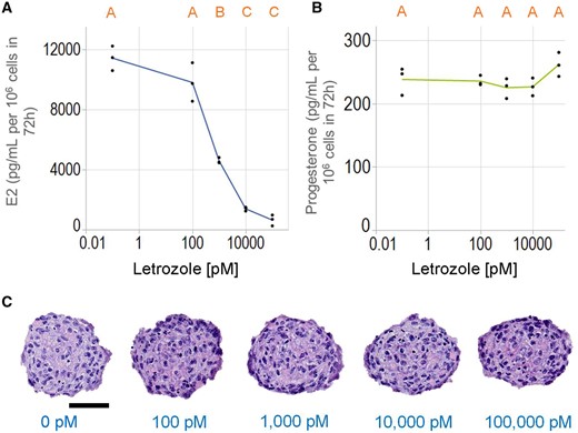 Letrozole inhibits estradiol, but not progesterone production. KGN spheroids were incubated in media with testosterone (T) in the absence or presence of varying concentrations of letrozole (0–100 000 pM) for 72 h. Letrozole-inhibited estradiol (A), but not progesterone (B) production in a dose-dependent manner. Representative images of hematoxylin and eosin-stained sections of spheroids treated with different concentrations of letrozole showed no difference in the presence of pyknotic nuclei (C). Scale bar = 50 µm. Data presented as dot plot of all data points, and x-axis in log10 scale. One-way ANOVA with Tukey’s HSD for multiple comparisons was performed to examine the effects of Letrozole. Bars that do not share the same letters are significantly different (p value ≤ .05). Three independent experiments, n = 2–3 gels per experiment, each with 256 spheroids.
