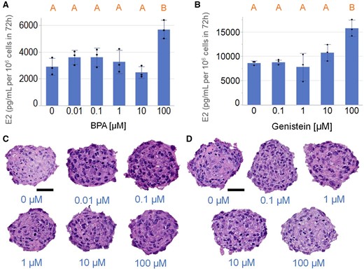 Bisphenol A (BPA) and genistein-induced estradiol (E2) production by KGN spheroid at high dosage. KGN spheroids were incubated in media with testosterone (T) in the absence or presence of varying concentrations of BPA (0–100 µM) or genistein (0–100 µM) for 72 h. BPA (A) and genistein (B) induced KGN spheroid E2 production only at 100 µM concentration. Representative images of hematoxylin and eosin-stained sections of spheroids treated with different concentrations of BPA or genistein showed no difference in the presence of pyknotic nuclei except for genistein at 100 µM, where the genistein treated group had greater number of pyknotic nuclei than the nontreated control (C, D). Scale bar = 50 µm. Data presented in mean ± SD overlayed with experimental values in dots. One-way ANOVA with Tukey’s HSD for multiple comparisons was performed to examine the statistical difference between concentrations. Bars that do not share the same letters are significantly different (p value ≤ .05). Three independent experiments, n = 2–3 gels per experiment, each with 256 spheroids.