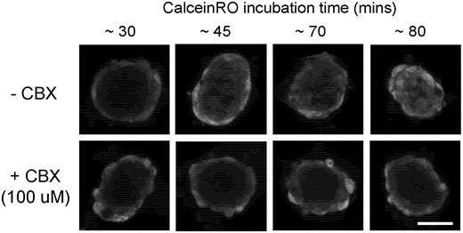 Gap junction-mediated diffusion of calcein is inhibited by carbenoxolone. Self-assembled KGN spheroids were incubated with the gap junction inhibitor carbenoxolone (CBX) or its vehicle control for 5 h prior to the addition of 2.5 µM of calceinRO. Confocal z-stacks of spheroids were acquired at 30, 45, 70, and 80 min after the addition of calceinRO. To quantify CBX inhibition of gap junction intercellular communication, the equatorial image at 80 min were taken for further analysis by automated batch processing. Representative equatorial images of calceinRO fluorescence (561 nm) were rendered for spheroids. Scale = 50 µm.