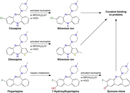 Proposed bioactivation pathways of clozapine, olanzapine, and fluperlapine. Clozapine and olanzapine are directly metabolized by activated neutrophils; oxidant systems containing myeloperoxidase (MPO), hydrogen peroxide (H2O2), and chloride; or hypochlorous acid, leading to reactive nitrenium ion formation and subsequent covalent binding to endogenous proteins (Gardner et al., 1998b; Liu and Uetrecht, 1995). Prior to formation of a reactive quinone immune species that can bind to proteins, fluperlapine must first be metabolized to 7-hydroxyfluperlapine, which can then be bioactivated by activated neutrophils or oxidant systems (Lai et al., 2000).