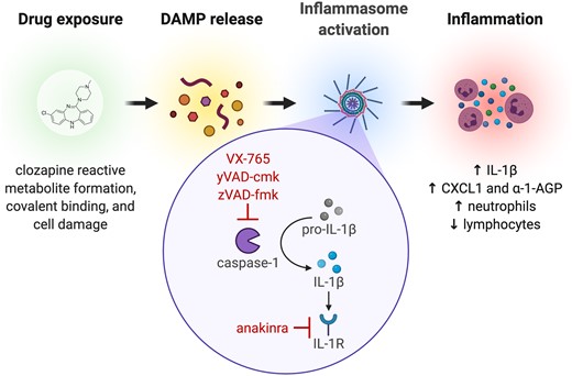 Proposed model of clozapine-induced inflammasome activation. Clozapine is bioactivated to a reactive metabolite that irreversibly binds to endogenous proteins, resulting in the generation of neoantigens (ie, haptens). If essential cellular proteins are haptenized, this causes cell stress, damage, or death that, in turn, triggers the release of DAMPs (including drug-modified proteins) and other proinflammatory stimuli from the injured cell. These signals drive the activation of local immune cells such as macrophages that can respond to DAMPs in several ways, including propagation of an inflammatory response via inflammasome activation. Inflammasome-dependent activation of caspase-1 increases the production of mature IL-1β from its inactive form. The released IL-1β induces a proinflammatory state through autocrine and paracrine signaling via the IL-1 receptor (IL-1R), leading to increased release of chemokines and proinflammatory cytokines (ie, CXCL1) and acute phase proteins (ie, α-1-AGP), as well as increased activation and mobilization of peripheral immune cells. VX-765, yVAD-cmk, and zVAD-fmk directly prevent clozapine-induced inflammasome activation through caspase-1 inhibition and anakinra prevents inflammasome signaling through antagonism of IL-1R, ultimately attenuating multiple components of the proinflammatory response to clozapine.