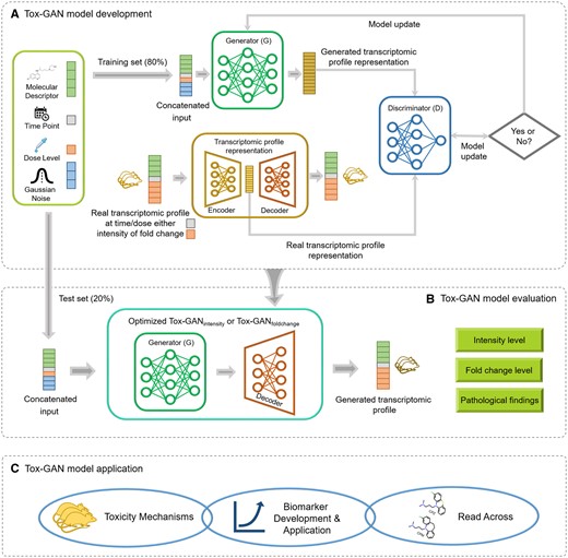 Tox-generative adversarial network (GAN) overview: We developed a Tox-GAN model with 80% of the data (A) which was evaluated with 20% of the data (B) and the model’s application was then assessed in mechanistic evaluation, biomarker development, and read-across. Specifically, (A) Tox-GAN model development. First, the concatenated information of the molecular descriptor, dosage, treatment duration, and Gaussian noise from the training set was input to the Generator G to generate the transcriptomic profile representation. Second, the real transcriptomic profile representation was generated from the real transcriptomic profiles through an autoencoder. Third, the discriminator D compared the generated and real transcriptomic profile presentation. The process was finalized until the discriminator D could not distinguish the generated and real transcriptomic profile representations. B, Tox-GAN model evaluation. The optimized Tox-GAN model was used to generate the transcriptomic profiles in the test and evaluated in the intensity, fold change, and pathological findings levels. C, Tox-GAN model application. The Tox-GAN model was applied to the 28-day repeated dose toxicity studies, predictive toxicology (eg, liver necrosis prediction), and read-across.