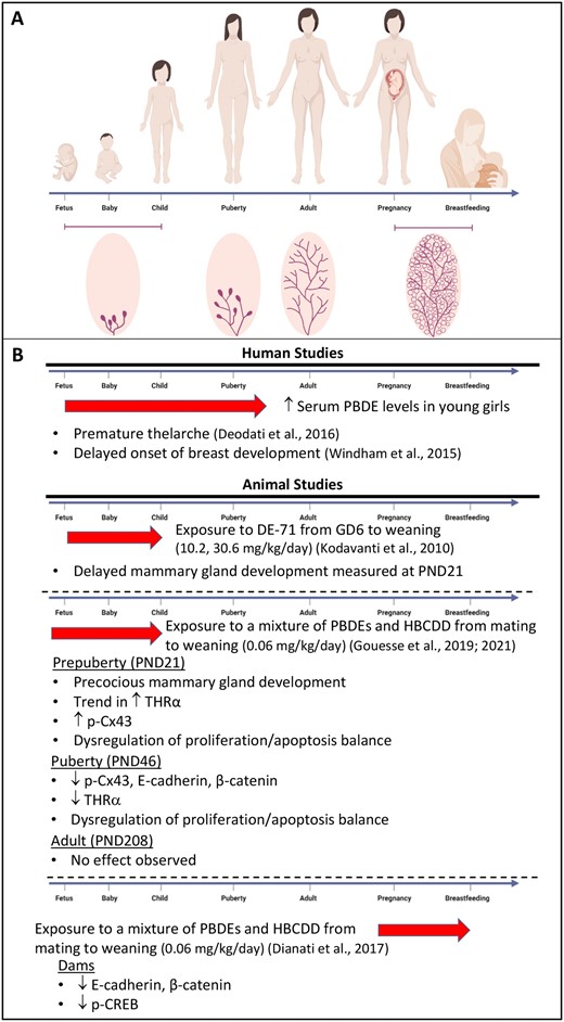 Effects of brominated flame retardants on mammary gland. A, Schematic representation of the mammary gland development during early life (fetus, baby, and child), puberty, adult life, pregnancy, and breastfeeding. B, Highlights of the effects of brominated flame retardants in human and animal mammary gland. The red arrows represent the window of exposure. For humans, although polybrominated diphenyl ether (PBDE) levels were measured in young girls, exposure to PBDEs likely began in prenatal life.