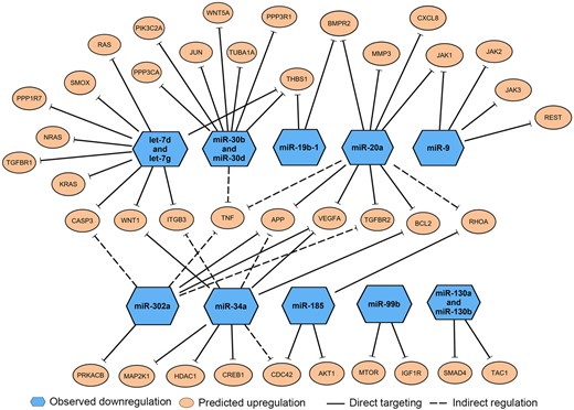 Enriched messenger RNA (mRNA) targets of 13 microRNAs (miRNAs) related to neurological diseases or neurotoxicity. Ingenuity pathway analysis microRNA Target Filter Analysis identified 38 mRNA targets (orange circles) with known association to neurological dysfunctions or pathways associated with neurotoxicity. These mRNA targets were associated with 13 downregulated miRNAs (blue hexagons), which directly target those mRNAs (solid lines) or indirectly regulate the mRNA expression (dashed lines).