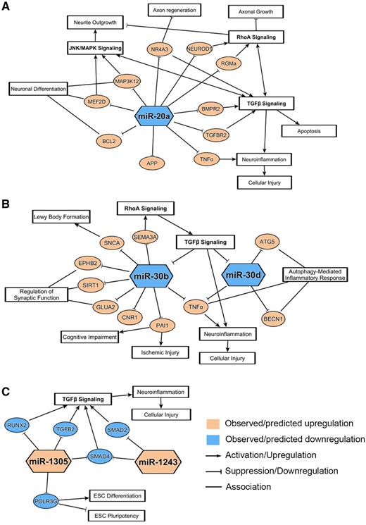 Neurodegenerative pathways associated with notable down- and upregulated microRNAs (miRNAs). miRNA-messenger RNA (mRNA) associations and related pathways were derived from ingenuity pathway analysis and/or literature review for the 3 notable downregulated miRNAs (A, B) and the 2 notable upregulated miRNAs (C). mRNA pathways depicted here have a correlation to pathways involved in neuronal dysregulations and chemical-induced neurotoxicity.