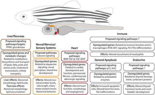Representative organs and systems, biological pathways, and endpoints affected by PFAS exposures in zebrafish.
