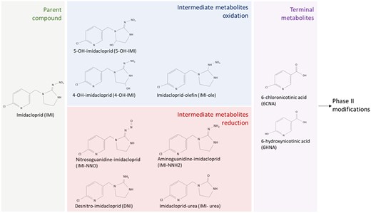 Schematic of imidacloprid and phase I imidacloprid metabolites quantified in this study. Formation of intermediate metabolites is categorized based on the oxidation or reduction of imidacloprid. Terminal metabolites are formed through both oxidation and reduction pathways.