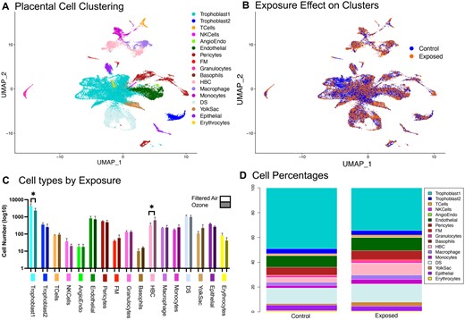 A, Uniform manifold approximation projection (UMAP) of 46 000 mouse placental cells. A total of 17 unique clusters were identified for further analysis. B, UMAP of placental cells divided by exposure to either filtered air or 1PPM O3 on gestational day 10.5. C, Cell counts per cluster comparing exposure conditions. D, Percent of total cells by cluster for each exposure condition. Abbreviations: Angioendo, angiogenic endothelial cells; DS, decidual stromal cells; FM, fetal mesenchymal cells; HBC, Hofbauer cells; NKCells, natural killer cells.