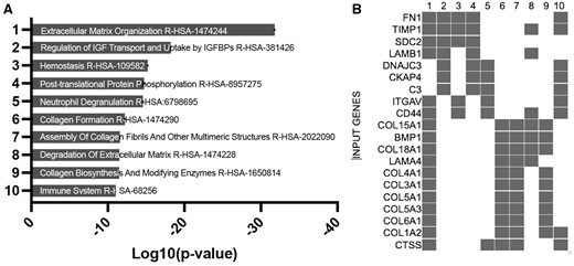 EnrichR gene ontology of DEGs pathway analysis using GO biological process 2021 dataset. Bargraph (A) and clustergram (B) of the 565 significantly DE genes across all cells based on exposure to 03 relative to controls for the entire combined dataset overlapping with DEGs identified in the Leavey et al. (2016) study of human preeclampsia.