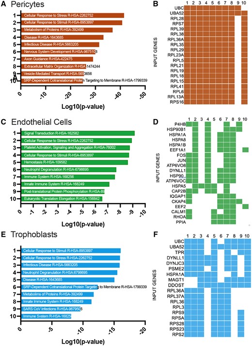 EnrichR gene ontology of DEGs pathway analysis using GO biological process 2021 dataset. Bargraph (A) and clustergram (B) of 1936 DEGs for the pericyte cluster response to O3 in the dataset highlighting the top 10 pathway analysis hits. A total of 331 DEGs for endothelial (C and D) and 641 DEGs for Trophoblast1 cell (E and F)-specific ontological pathway analysis.
