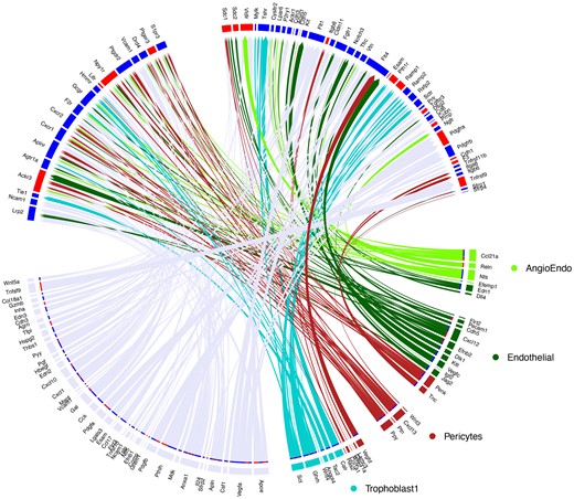Circos plot of ligand/receptor interactions of various cell types within the placenta. Specific interactions of angiogenic endothelial, endothelial, pericyte, and trophoblast cell ligands are highlighted in respective colors, and shared ligand/receptor interactions are highlighted in grey (lower). Receptors from the Trophoblast1 cluster (upper) show upregulated (red) or downregulated (blue) expression of the receptors within this cellular cluster following O3 exposure as compared with the filtered air control.