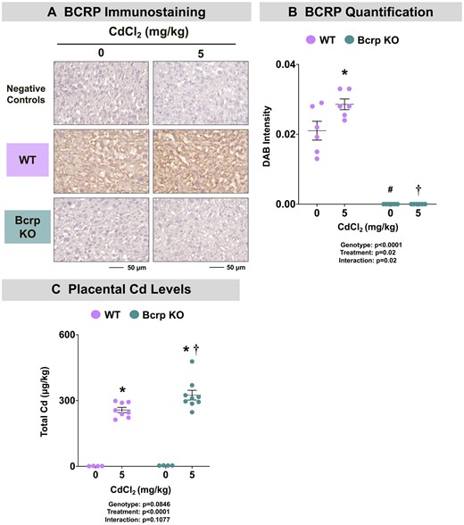 Bcrp expression and cadmium concentrations in offspring of WT and Bcrp-null pregnant mice treated with CdCl2. Pregnant mice were treated with a single injection of saline (5 ml/kg, IP) or CdCl2 (5 mg/kg, IP) on GD9. Fetuses and placentas were collected on GD17 and preserved in 10% zinc formalin for histology or snap-frozen in LN2 for Cd quantification. A, Sections (5 µm) of placentas from dams treated with saline or CdCl2 (5 mg/kg) were stained for Bcrp using immunohistochemistry (Bxp-53 antibody, 1:100). Negative control slides omitted incubation with primary antibody. Magnification was set at ×40, and the scale bar = 50 µm. B, ImageJ Fiji package was used to semiquantify the intensity of DAB staining. C, Total Cd concentrations in placentas were quantified using inductively coupled plasma mass spectrometry. Individual data are presented in addition to mean ± SE (n = 4–10 dams). Two-way ANOVA. *p ≤ .05, compared with saline-treated mice of the same genotype. #p ≤ .05, compared with saline-treated WT mice. †p ≤ .05, compared with Cd-treated WT mice.