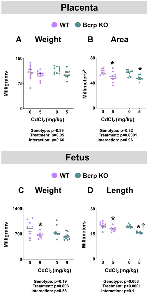 Fetoplacental toxicity in WT and Bcrp-null pregnant mice treated with CdCl2. Pregnant mice were treated with a single injection of saline (5 ml/kg, IP) or CdCl2 (5 mg/kg, IP) on GD9. Fetuses and placentas were collected on GD17. A, Placental and (C) fetal weights were measured. B, Using digital calipers, 2 measurements were taken across the surface of the placenta and averaged for diameter (d). Diameters were used (1/4πd2) to calculate placental areas. D, Fetal crown-to-rump lengths were measured with digital calipers. Individual data are presented in addition to mean ± SE (n = 8–10 dams). Two-way ANOVA. *p ≤ .05, compared with saline-treated mice of the same genotype. †p ≤ .05, compared with Cd-treated WT mice.