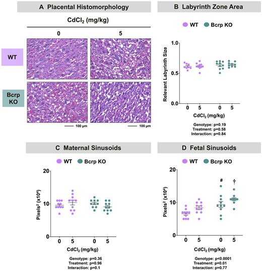 Placental histomorphology and vasculature in WT and Bcrp-null pregnant mice treated with CdCl2. Pregnant mice were treated with a single injection of saline (5 ml/kg, IP) or CdCl2 (5 mg/kg, IP) on GD9. Placentas collected on GD17 were fixed in 10% zinc formalin before routine processing. Morphometric analyses were completed on paraffin-embedded, H&E-stained sections of placentas. A, ×20 magnification images of the placental labyrinth zone of offspring from WT and Bcrp-null pregnant mice treated with saline or CdCl2 (5 mg/kg). Scale bar = 100 µm. B, Images (×4) of placenta halves were taken using Cytation5 Gen5 software. The areas of both the labyrinth zone and junctional zones were outlined separately using the polyline tool. Labyrinth zonal area was normalized to the sum of both zonal areas combined. The areas of (C) maternal and (D) fetal sinusoids in the placental labyrinth zone were quantified using ImageJ. Magnification was set to ×20. Individual data are presented in addition to mean ± SE (n = 8–10 dams). Two-way ANOVA. #p ≤ .05, compared with saline-treated WT mice. †p ≤ .05, compared with Cd-treated WT mice.