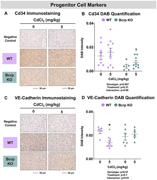 Immunostaining of progenitor cell markers in the placentas of WT and Bcrp-null pregnant mice treated with CdCl2. Pregnant mice were treated with a single injection of saline (5 ml/kg, IP) or CdCl2 (5 mg/kg, IP) on GD9. Placentas were collected on GD17. Placentas preserved in 10% zinc formalin were made into paraffin blocks following routine processing. Sections (5 µm) of placentas from dams treated with saline or CdCl2 (5 mg/kg) were stained for either (A) CD34 (1:100) or (C) VE-cadherin (1:50) using immunohistochemistry. Negative control slides omitted incubation with primary antibody. Magnification was set at ×40, and the scale bar = 50 µm. ImageJ Fiji package was used to semiquantify the intensity of (B) CD34 or (D) VE-cadherin DAB staining. Individual data are presented in addition to mean ± SE (n = 5–10 dams). Two-way ANOVA. *p ≤ .05, compared with saline-treated mice of the same genotype. †p ≤ .05, compared with Cd-treated WT mice.