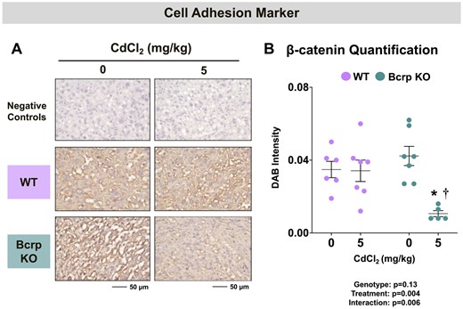 Immunostaining of the cell adhesion marker β-catenin in the placentas of WT and Bcrp-null pregnant mice treated with CdCl2. Pregnant mice were treated with a single injection of saline (5 ml/kg, IP) or CdCl2 (5 mg/kg, IP) on GD9. Placentas were collected on GD17. Placentas preserved in 10% zinc formalin were made into paraffin blocks following routine processing. Sections (5 µm) of placentas from dams treated with saline or CdCl2 (5 mg/kg) were stained for (A) β-catenin (1:100) using immunohistochemistry. Negative control slides omitted incubation with primary antibody. Magnification was set at ×40, and the scale bar = 50 µm. B, ImageJ Fiji package was used to semiquantify the intensity of β-catenin DAB staining. Individual data are presented in addition to mean ± SE (n = 5–7 dams). Two-way ANOVA. *p ≤ .05, compared with saline-treated mice of the same genotype. †p ≤ .05, compared with Cd-treated WT mice.
