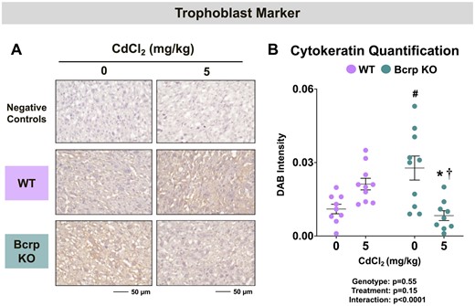 Immunostaining of the trophoblast marker pan-cytokeratin in the placentas of WT and Bcrp-null pregnant mice treated with CdCl2. Pregnant mice were treated with a single injection of saline (5 ml/kg, IP) or CdCl2 (5 mg/kg, IP) on GD9. Placentas were collected on GD17. Placentas preserved in 10% zinc formalin were made into paraffin blocks following routine processing. Sections (5 µm) of placentas from dams treated with saline or CdCl2 (5 mg/kg) were stained for (A) pan-cytokeratin antibody (1:100) using immunohistochemistry. Negative control slides omitted incubation with primary antibody. Magnification was set at ×40, and the scale bar = 50 µm. B, ImageJ Fiji package was used to semi-quantify the intensity of pan-cytokeratin. Individual data are presented in addition to mean ± SE (n = 9 − 10 dams). Two-way ANOVA. *p ≤ .05, compared with saline-treated mice of the same genotype. #p ≤ .05, compared with saline-treated WT mice. †p ≤ .05, compared with Cd-treated WT mice.