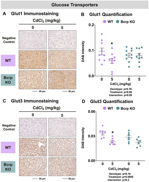 Immunostaining of glucose transporters in the placentas of WT and Bcrp-null pregnant mice treated with CdCl2. Pregnant mice were treated with a single injection of saline (5 ml/kg, IP) or CdCl2 (5 mg/kg, IP) on GD9. Placentas were collected on GD17. Placentas preserved in 10% zinc formalin were made into paraffin blocks following routine processing. Sections (5 µm) of placentas from dams treated with saline or CdCl2 (5 mg/kg) were stained for either (A) Glut1 (1:500) or (C) Glut3 (1:200) using immunohistochemistry. Negative control slides omitted incubation with primary antibody. Magnification was set at ×40, and the scale bar = 50 µm. ImageJ Fiji package was used to semi-quantify the intensity of (B) Glut1 or (D) Glut3 DAB staining. Individual data are presented in addition to mean ± SE (n = 6 − 10 dams). Two-way ANOVA. *p ≤ .05, compared with saline-treated mice of the same genotype.
