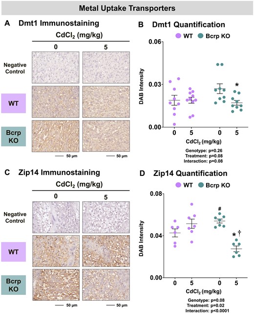 Immunostaining of metal uptake transporters in the placentas of WT and Bcrp-null pregnant mice treated with CdCl2. Pregnant mice were treated with a single injection of saline (5 ml/kg, IP) or CdCl2 (5 mg/kg, IP) on GD9. Placentas were collected on GD17. Placentas preserved in 10% zinc formalin were embedded in paraffin following routine histological processing. Sections (5 µm) of placentas from mice treated with saline or CdCl2 (5 mg/kg) were stained for (A) Dmt1 (1:100) or (C) Zip14 (1:100) using immunohistochemistry. Negative control slides omitted incubation with primary antibody. Magnification was set at ×40, and the scale bar = 50 µm. ImageJ Fiji package was used to semiquantify the intensity of (B) Dmt1 or (D) Zip14 DAB staining. Individual data are presented in addition to mean ± SE (n = 6 − 10 dams). Two-way ANOVA. *p ≤ .05, compared with saline-treated mice of the same genotype. #p ≤ .05, compared with saline-treated WT mice. †p ≤ .05, compared with Cd-treated WT mice.