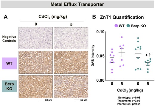 Immunostaining of metal efflux transporter in the placentas of WT and Bcrp-null pregnant mice treated with CdCl2. Pregnant mice were treated with a single injection of saline (5 ml/kg, IP) or CdCl2 (5 mg/kg, IP) on GD9. Placentas were collected on GD17. Placentas preserved in 10% zinc formalin were embedded in paraffin following routine histological processing. Sections (5 µm) of placentas from mice treated with saline or CdCl2 (5 mg/kg) were stained for (A) ZnT1 (1:100) using immunohistochemistry. Negative control slides omitted incubation with primary antibody. Magnification was set at ×40, and the scale bar = 50 µm. B, ImageJ Fiji package was used to semiquantify the intensity of ZnT1 DAB staining. Individual data are presented in addition to mean ± SE (n = 7 − 10 dams). Two-way ANOVA. *p ≤ .05, compared with saline-treated mice of the same genotype. †p ≤ .05, compared with Cd-treated WT mice.