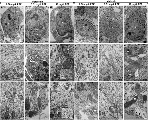 Neural cells from the forebrain and midbrain of Gallus domesticus E10 embryos exposed to pyriproxyfen. A–C and J–L, Cellular architecture of groups exposed to 0.00 mg/l PPF. D–I and M–R, Exposed groups (0.01 and 10 mg/l PPF) showing neural cells with cell membrane rupture (white arrowhead in inserts) and cell membrane dilatation (black arrowhead in inserts), Golgi bodies, and endoplasmic reticulum with cisternae dilatation, mitochondria with membrane rupture and loss of cristae, and increased cytoplasmic vacuolation. ER, endoplasmic reticulum; G, Golgi bodies; M, mitochondria; N, nucleus; V, vacuolation. n = 3 brains/30 micrographs per brain vesicle/PPF concentration. Scale bar in A, D, G, J, M, and P = 1 μm; in B, C, E, F, H, I, K, L, N, O, Q, and R = 0,5 μm.