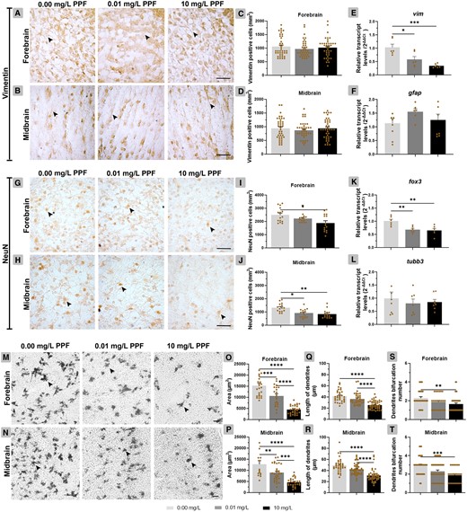 Effect of pyriproxyfen on neural cell differentiation in the forebrain and midbrain of Gallus domesticus E10 embryos. (A–D) Cross-sections and graphs of vimentin-positive cells and (H–J) NeuN-positive cells (n = 3 brains/PPF concentration). E, F, K, and L, Relative transcript levels of vim, gfap, fox3, and tubb3 (n = 9 brains/PPF concentration). M and N, Cross-sections showing neuronal dendritic branches. O and P, Area occupied by neurons, (Q and R) length of dendritic branches, and (S and T) number of bifurcation dendrites (n = 6 brains/PPF concentration). In cross-sections, black arrowhead points for vimentin-positive cells (A, B), NeuN-positive cells (G, H), and neuronal dendritic branches (M, N). Scale bars = 20 μm. Mean ± standard error of the mean (SEM). * p < .05, ** p < .01, *** p < .001, **** p < .0001.