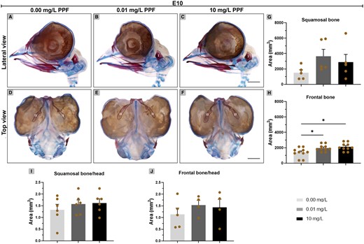 Effect of pyriproxyfen on skull ossification of Gallus domesticus E10 embryos. A–F, Heads marked with Alcin blue and Alizarin red. (A–C) Lateral view and (D–F) top view of head. G, H, Bone ossification area. (I, J) Bone-head ratio. I, squamosal; II, frontal. Dashed line indicates bone delimitation. n = 6 brains/12 micrographs per brain/PPF concentration. Scale bars in A–F = 1 mm. Mean ± standard error of the mean (SEM). * p < .05.