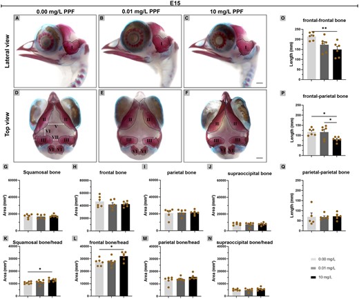 Effect of pyriproxyfen on skull ossification of Gallus domesticus E15 embryos. A–F, Heads marked with Alcin blue and Alizarin red. (A–C) Lateral view and (D–F) top view of head. G–J, Bone ossification area. K–N, Bone-head ratio. O–Q, Interbone spacing. I, squamosal; II, frontal; III, parietal; IV, supraoccipital; V, the distance between frontal-frontal bone; VI, the distance between frontal-parietal bone and VII, the distance between parietal-parietal bone. Dashed line indicates bone delimitation. n = 6 brains/12 micrographs per brain/PPF concentration. Scale bars in A–F = 2 mm. Mean ± standard error of the mean (SEM). * p < .05; ** p < .01.