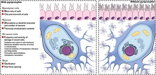 Graphical Abstract