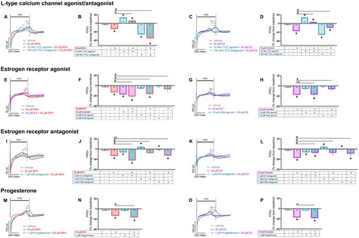 BPA-induced changes on FPDc are exaggerated by coadministration with E2 or calcium channel antagonist. hiPSC-CM were pretreated with a pharmacological agent (15 min) followed by exposure to either 30 μM BPA or 30 μM E2. Field potentials recorded in response to 1.5 Hz pacing. A–D, Pretreatment with an LTCC agonist (Bay K8644) or antagonist (verapamil). E–H, Pretreatment with at ERα agonist (PPT) or ERβ agonist (DPN). I–L, Pretreatment with a nonspecific ER antagonist (ICI 182 780), ERα antagonist (MPP), or ERβ antagonist (PHTPP). M–P, Pretreatment with progesterone. Vehicle and pharmacological agent data repeated across graphs for clarity. Number of independent replicates reported in each bar. Values reported as a percent change from baseline measurement, immediately preceding chemical treatment (mean and 95% confidence interval). ANOVA with multiple comparisons test, *p < .05 relative to vehicle control (0.1% DMSO), #p < .05 relative to either 30 μM BPA alone or 30 μM E2 alone. Samples omitted if not responsive to the desired pacing frequency.