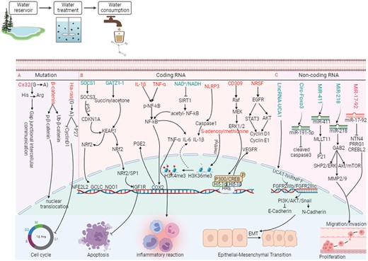 The mechanism pathway of nitrosamines DBPs involvement in tumor progression (created in BioRender.com).
