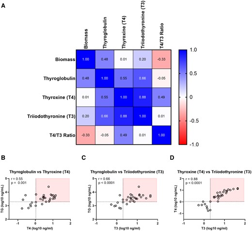 Stratification of qualified and nonqualified donors based on hormonogenic competence. (A) Pearson correlation of characterization endpoints at day 14 in the Tx-2 treatment group (N = 32). Values greater than 0 indicate a positive correlation, less than 0 a negative correlation, and 0 as no correlation. Correlation plots for (B) thyroglobulin and T4, (C) thyroglobulin and T3, (D) T4 and T3. The horizontal dashed line indicates the lower confidence limit for the parameter on the y-axis, the vertical dashed line indicates the lower confidence limit for the parameter on the x-axis. The red box distinguishes donors that meet qualification criteria (Table 3) for both plotted parameters.