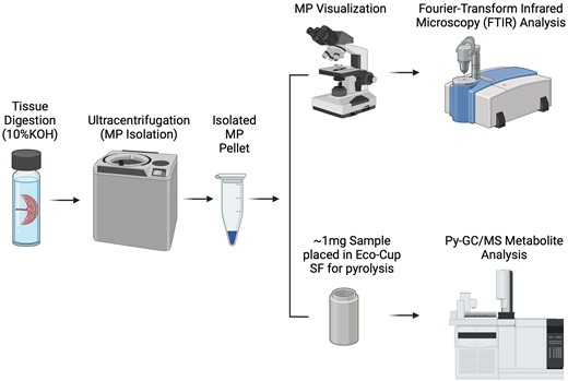 Diagram illustrating microplastic isolation methods by tissue digestion/saponification and visual spectroscopic (N = 10) and chromatography-based spectrometric analysis (N = 62). Illustration created with a licensed version of BioRender.