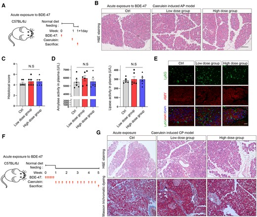 Effects of acute exposure to 2,2′,4,4′-tetrabromodiphenyl ether (BDE-47) on acute pancreatitis (AP) and chronic pancreatitis (CP). A, Schematic diagram of acute exposure to BDE-47 and induction of AP: Mice were orally administered BDE-47 for 1 week (low-concentration group: 30 mg/kg, high-concentration group: 100 mg/kg), and AP was induced by caerulein. The mice were sacrificed on the following day. B, hematoxylin and eosin (H&E) staining was used to analyze the pathological changes in pancreatic tissue in the AP model after acute exposure. The scale was 100 µm. C, Pancreatic histological scores in AP models after acute exposure. D, Plasma amylase and lipase activity in each group. E, Neutrophils were labeled with Ly6G, and the number of neutrophils infiltrated in pancreatic tissue was analyzed by immunofluorescence. F, Experimental schematic diagram of acute exposure to 2,2′,4,4′-tetrabromodiphenyl ether (BDE-47) and induction of CP: Low (30 mg/kg) and high (100 mg/kg) concentrations of BDE-47 were administered by gavage for 1 week, followed by an intraperitoneal injection of caerulein for 4 weeks (6 times/days, 3 days/week). G, H&E staining was used to analyze the pathological damage of pancreatic tissue in the CP model after acute exposure (above), and Masson trichrome staining was used to analyze the fibrosis of the pancreas (below). The scale was 100 µm. Data in graphs are presented as the mean ± SD of 3 independent experiments. Ctrl, control; NS, no significance.