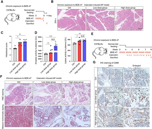 Chronic exposure to BDE-47 aggravates AP and CP. A, Schematic diagram of chronic exposure to BDE-47 and induction of acute pancreatitis: The mice were orally administered BDE-47 for a duration of 8 weeks, with a low-concentration group receiving 30 mg/kg and a high-concentration group receiving 100 mg/kg, and then AP was induced by caerulein injection. B, H&E staining was used to analyze the pathological changes in pancreatic tissue in the AP model after chronic exposure. The scale was 100 µm. C, Pancreatic histochemical scores in AP models after chronic exposure. D, Plasma amylase and lipase levels. E, Diagram depicting the process of animal intervention: Chronic exposure of BDE-47 to CP was induced through gavage of BDE-47 at low (30 mg/kg) and high (100 mg/kg) concentrations for 4 weeks, followed by coadministration of caerulein and BDE-47 from week 5 to week 8. F, H&E staining was used to analyze the pathological damage changes in pancreatic tissue in the CP model after chronic exposure (above), and Masson trichrome staining was used to analyze pancreatic fibrosis (below). The scale was 100 µm. G, CD68-labeled macrophages and immunohistochemistry (IHC) staining were used to analyze the number of infiltrated macrophages in pancreatic tissue. Data in graphs are presented as the mean ± SD of 3 independent experiments. Ctrl, control; NS, no significance, *p < .05, **p < .01 and ***p < .001.