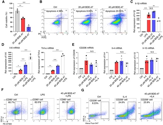 BDE-47 promoted M1 macrophage activation but did not change M2 macrophage activation. A, BDE-47 (20 and 40 µM) directly acted on bone marrow-derived macrophages, and CCK8 was used to detect cell activity. B, Macrophage apoptosis was detected by flow cytometry. C, BMDMs were pretreated with BDE-47 for 2 h, 100 ng/ml LPS was then added to stimulate them for 24 h, and Il-1β mRNA expression was detected by quantitative real-time PCR (q-PCR). D, The expression levels of Il-6 and Tnf-α in M1 macrophages were detected by q-PCR. E, The expression levels of the M2 macrophage markers CD206, Il-4 and Il-10 were detected by q-PCR. F, The ratio of CD80-positive cells in BMDMs treated by 40 μM BDE-47. G, The ratio of CD206-positive cells in BMDMs treated by 40 μM BDE-47. Data in graphs are presented as the mean ± SD of 3 independent experiments. Ctrl, control; NS, no significance, *p < .05, **p < .01 and ***p < .001.