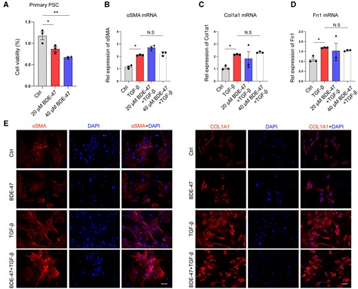 BDE-47 did not affect the activation of pancreatic stellate cells. A, Mouse pancreatic primary stellate cells were extracted and treated with different concentrations of BDE-47 for 48 h. Cell viability was detected by CCK8 assay. B–D, TGF-β (10 ng/ml) was used to stimulate primary pancreatic stele cells, and q-PCR was used to detect the effect of BDE-47 on the expression of profibrotic marker RNA (aSMA, Col1a1, and Fn1) in pancreatic stele cells. E, The protein expression of aSMA and COL1Α1 was detected by immunofluorescence assay. The scale is 20 μm. Data in graphs are presented as the mean ± SD of 3 independent experiments. Ctrl, control; NS, no significance, *p < .05, **p < .01.
