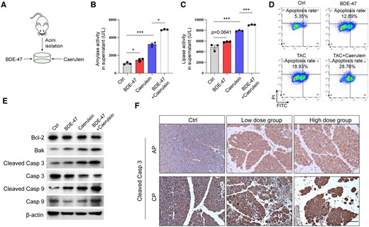 BDE-47 increased the apoptosis of pancreatic acinar cells. A, Schematic diagram of simulated pancreatitis in vitro: primary mouse acinus cells were extracted and incubated with BDE-47 and caerulein. B–C, The levels of amylase and lipase in the supernatant were detected. D, Pancreatic acinar cell Line 266-6 cells were selected, and apoptosis was detected by flow cytometry. E, The expression of Bcl-2, Bak, cleaved Caspase 3, and cleaved Caspase 9 was detected by Western blotting (WB). F, IHC measured pancreatic cleaved Caspase 3 expression in AP and CP models after chronic exposure. The scale is 100 μm. Data in graphs are presented as the mean ± SD of 3 independent experiments. Ctrl, control, *p < .05, and ***p < .001.