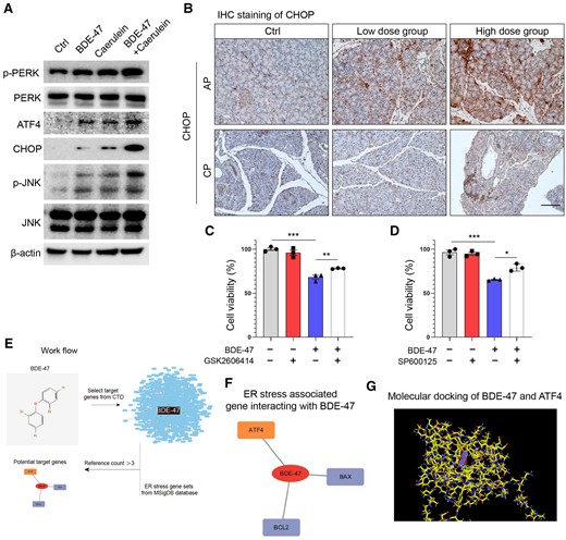 Activation of endoplasmic reticulum stress is the key mechanism by which BDE-47 aggravates acinar cell injury. A, Primary acinus cells were extracted and cotreated with BDE-47 and caerulein, and the expression of the key endoplasmic reticulum stress proteins p-PERK, p-JNK, ATF4, and CHOP was detected by WB. B, CHOP expression in AP and CP models was determined by IHC. C, The effects of the PERK inhibitor GSK2606414 (0.2 μM) on the activity of acinar cells induced by BDE-47 (40 μM) and caerulein were detected by CCK8. D, The effects of the JNK inhibitor SP600125 (2.5 μM) on the activity of acinar cells induced by BDE-47 and caerulein were detected by CCK8. E, Validation workflow for potential target proteins in BDE-47-induced endoplasmic reticulum stress. F, Comparative Toxicogenomics Database and MSigDB database were used to verify the genes targeted by BDE-47 and regulate endoplasmic reticulum stress. Using an evidence threshold greater than 3, 3 target genes were identified: ATF4, BAX, and BCL2. G, The 3-dimensional representation of the binding mode of BDE-47 with ATF4 proteins. The residues in the binding site are shown by color stick and BDE-47 is shown in blue sticks. Data in graphs are presented as the mean ± SD of 3 independent experiments. Ctrl, control, *p < .05, **p < .01, and ***p < .001.
