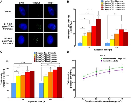 Particulate Cr(VI) induces DNA double-strand breaks in bowhead whale lung cells. Data reflect the mean of at least 3 independent experiments. Error bars = Standard error of the mean. *Significantly different from untreated cells at the same timepoint (#p < .1, *p < .05, **p < .01, ***p < .001, ****p < .0001). A, Representative images of γ-H2AX foci in bowhead whale lung cells. B, Breaks measured as γ-H2AX foci. C, Breaks measured with the neutral comet assay. D, Breaks measured in bowhead whale compared with human lung cells measured with the neutral comet assay after 120 h particulate Cr(VI) exposure. Human data originally published as tail moment in Qin et al. (2014), reanalyzed here as tail intensity.