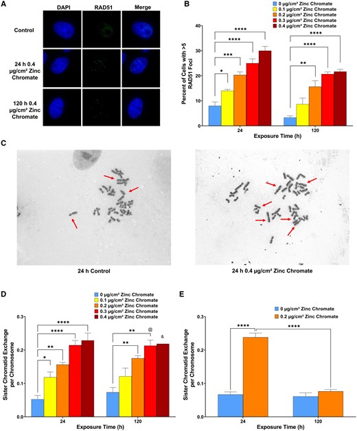 Particulate Cr(VI) induces homologous recombination repair activity in bowhead whale lung cells. Data represent an average of 3 experiments. Error bars = standard error of the mean. *Significantly different from untreated cells at the same timepoint (*p < .05, **p < .01, ***p < .001, ****p < .0001). & data from 1 experiment, 2 experiments produced no metaphases. @ data from 3 experiments but 1 experiment only had 28 metaphases. A, Representative images of RAD51 foci bowhead lung cells. B, RAD51 foci formation. C, Representative images of SCEs, indicated by red arrows, in bowhead lung cells. D, SCE formation in bowhead lung cells. E, SCE formation in human lung cells.